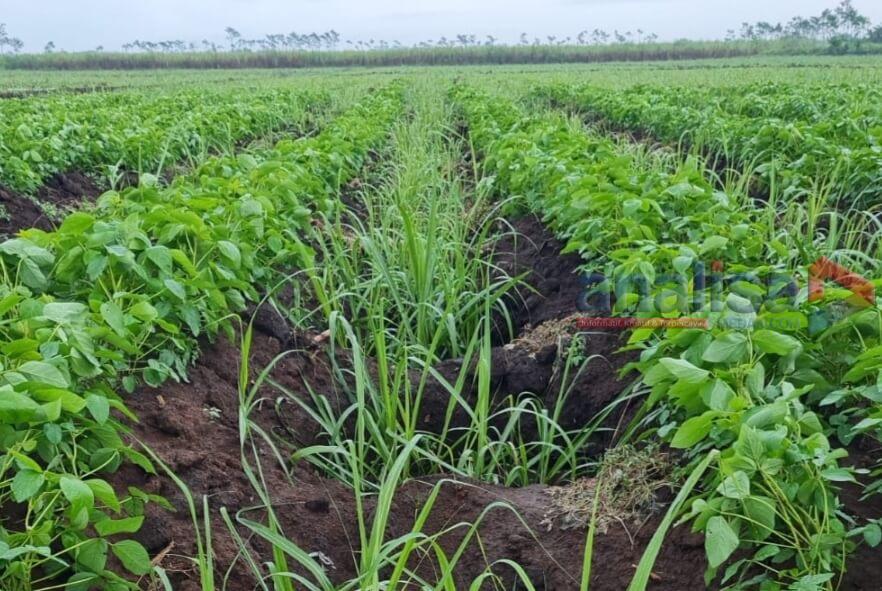 Kurangi Impor Kedelai, Komisaris Utama Osmar Tanjung Dukung Program BULE PTPN XI