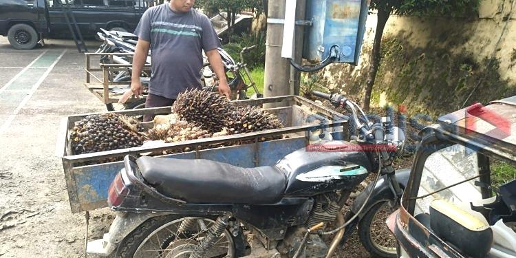 Buah Tak Dapat, Pencuri Sawit Ini Malah Tinggalkan Becaknya