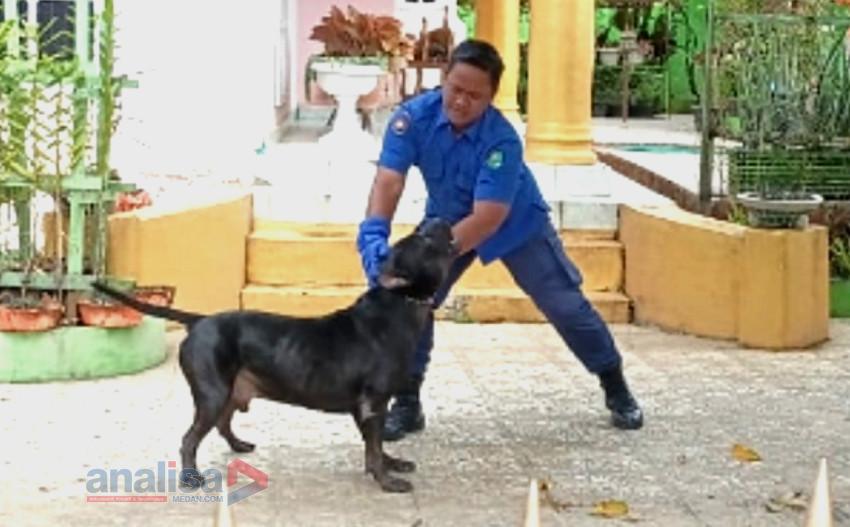 Dramatis! Petugas Damkar Sidimpuan Tangkap Anjing Bulldog