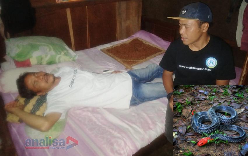 Petani di Sidimpuan Sekarat Usai Digigit Ular Kepala Merah