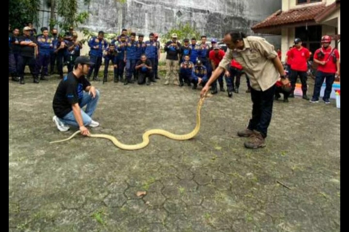 Penakluk Ular Meninggal Tergigit King Kobra, Begini Kronologinya