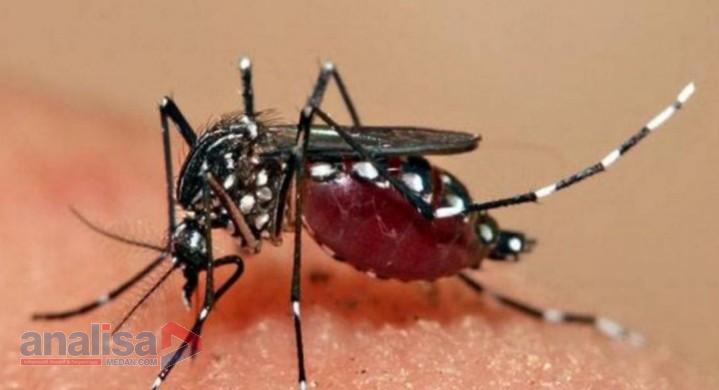 Waspada! 2 Bersaudara di Sidimpuan Terinfeksi DBD, 1 Meninggal Dunia