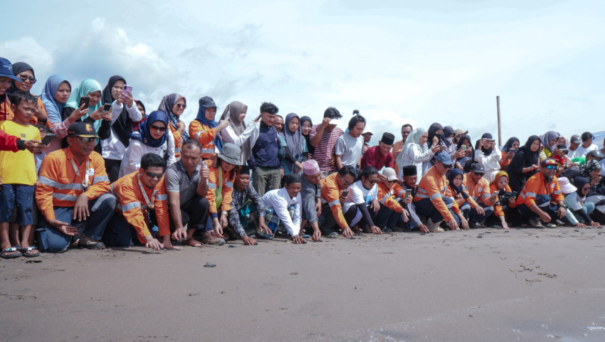 Agincourt Resources Lepas 1.000 Tukik di Pantai Barat Muara Opu Tapanuli Selatan
