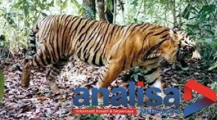 &lrm;Harimau Masuk Kebun, Warga di Sidimpuan Geger