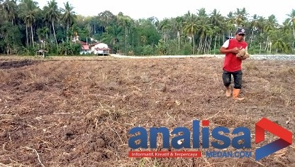 Desa Ujung Gurap Padangsidimpuan Siapkan Lahan Ketapang 2,5 Hektar